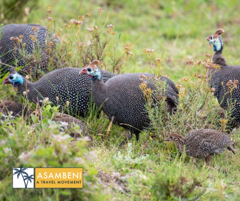 Gondwana Game Reserve (Kleinberg) - Accommodation images