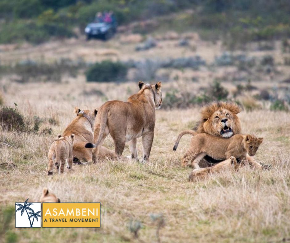 Gondwana Game Reserve (Kleinberg) - Accommodation images