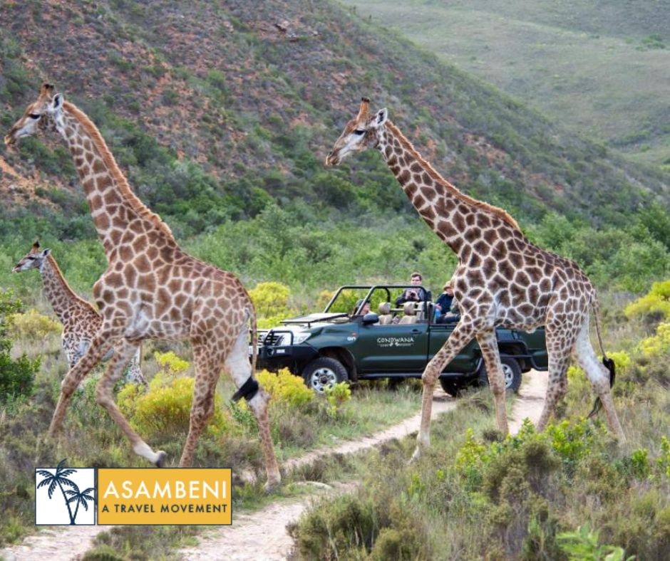 Gondwana Game Reserve (Kleinberg) - Accommodation images