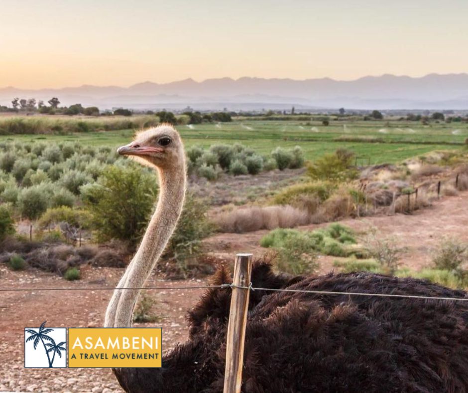 De Denne Country Guest House (Oudtshoorn) - Accommodation images