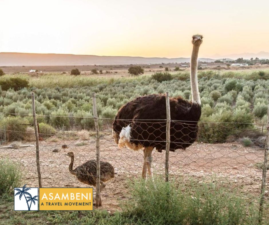 De Denne Country Guest House (Oudtshoorn) - Accommodation images