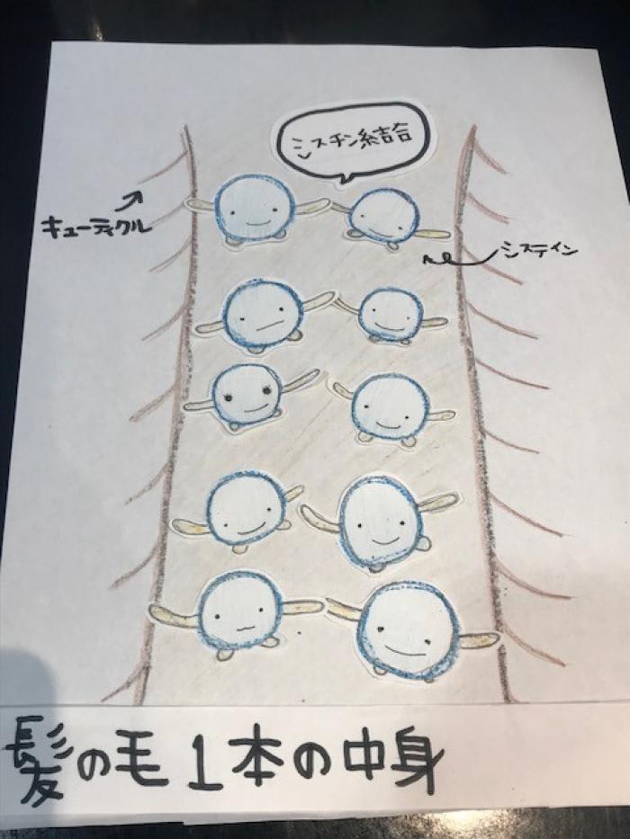 パーマがどうしてかかるのか小学生でも分かるように書いてみました コラム Ash 高円寺店 星野 玲奈 Ash オフィシャルサイト