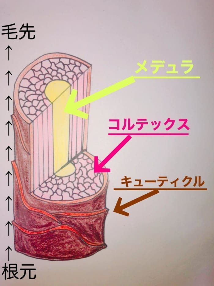 髪をキレイに保ちたい人必見 ダメージの原因を知ることでわかる キューティクルとは コラム Ash 鶴ヶ峰1号店 藤原 亜美 Ash オフィシャルサイト