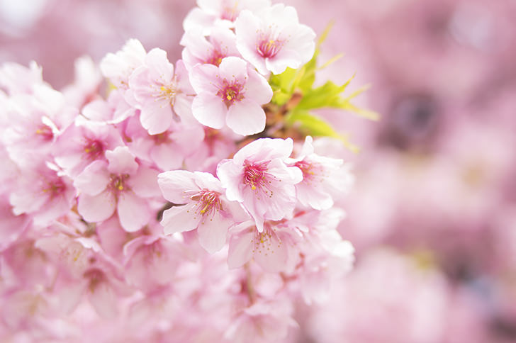 桜