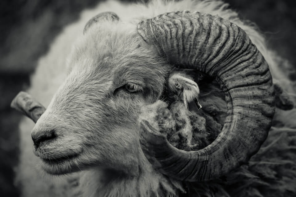 What Animal & Symbol is Aries and What's its true Meaning?