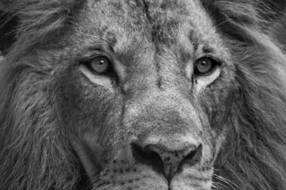 What is Leo Spirit Animal and its Meaning?