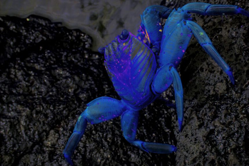 What is Cancer Spirit Animal and its Meaning?