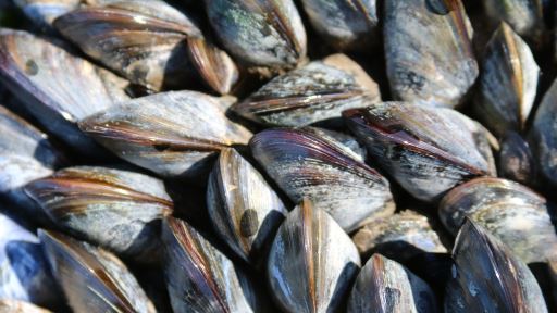 Muscheln