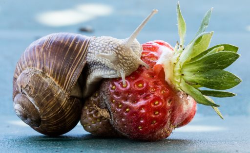 Schnecke auf Erdbeere