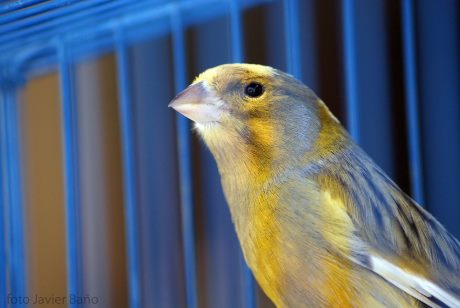 Kanarienvogel