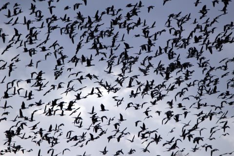 Vogelschwarm