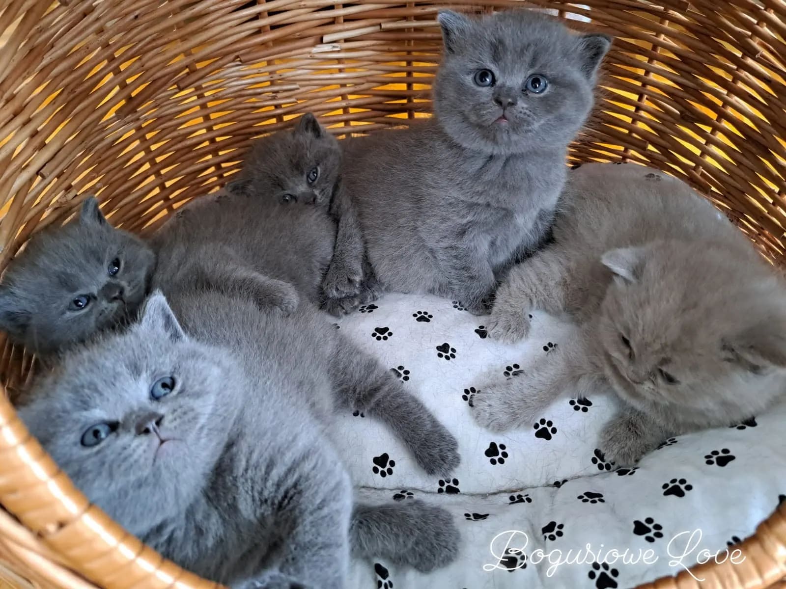 Miot kociąt brytyjskich w koszu — hodowla BogusioweLove