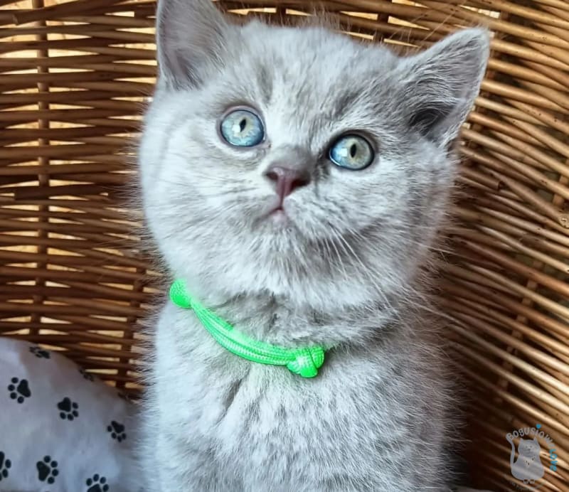Pielęgnacja futra brytyjczyka — mniej znaczy więcej