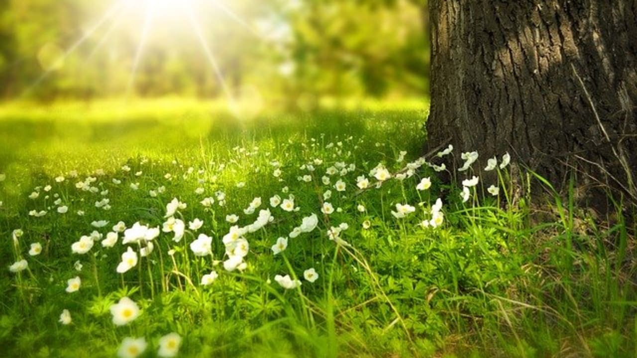 Campo de flores brancas ao pé de uma árvore