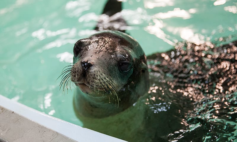 A sea lion looks up above a water tank at Georgia Aquarium.