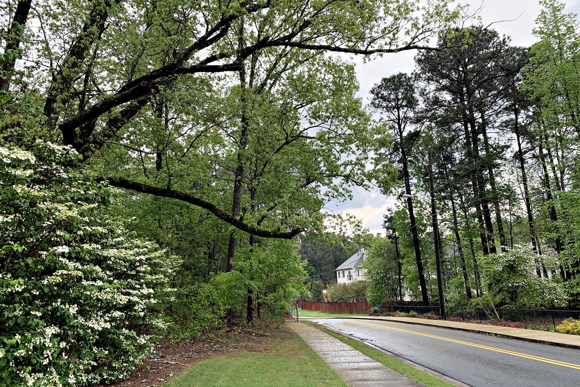 A view of the street from a sidewalk in an Atlanta suburb. The trees and bushes are full and green. The ground is wet from recent rain.