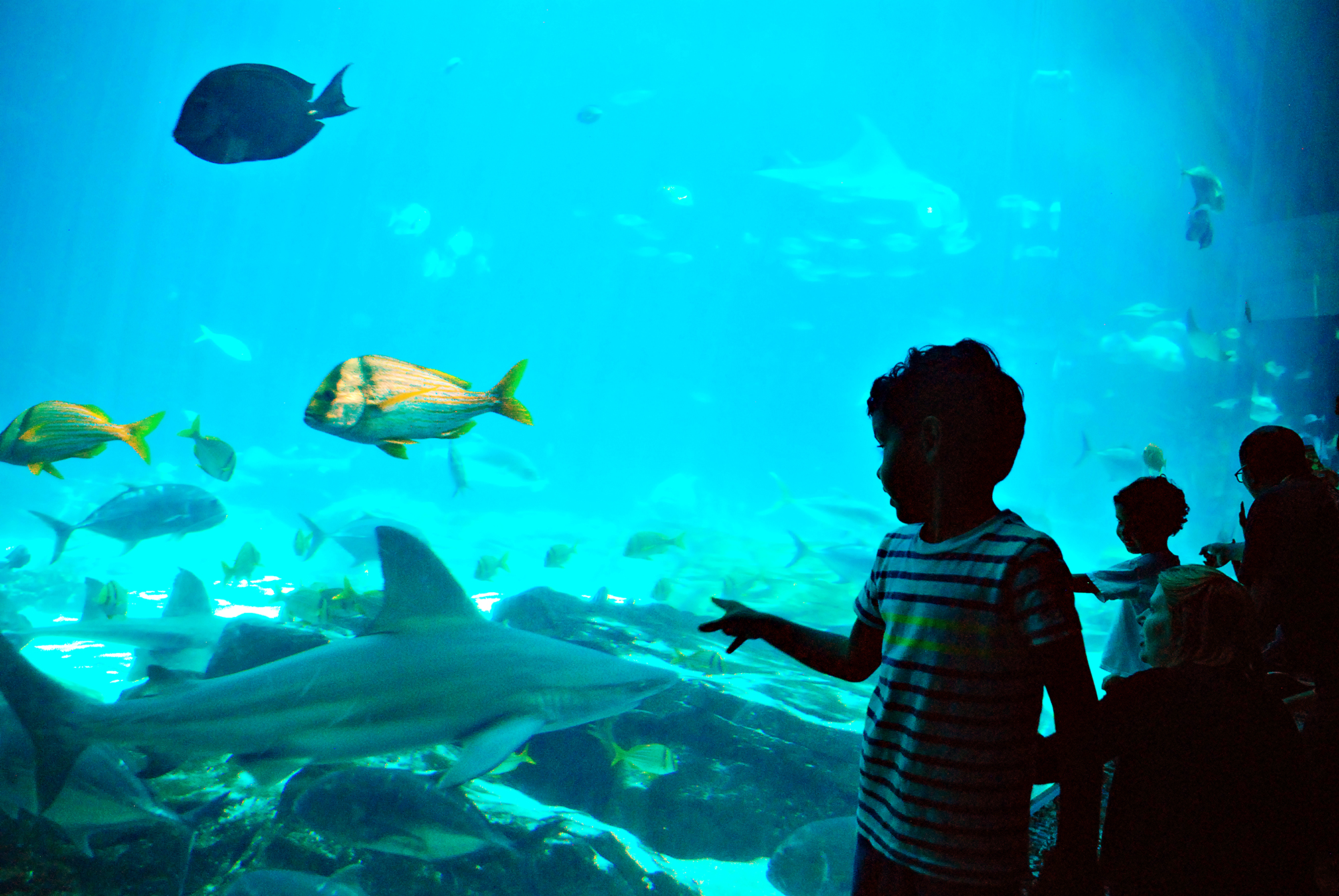 A boy points at a shark through the glass of a water tank at Georgia Aquarium. 