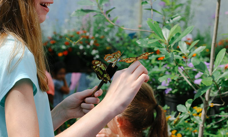 Girl catching a butterfly at the Butterfly Festival at Chattahoochee Nature Center.