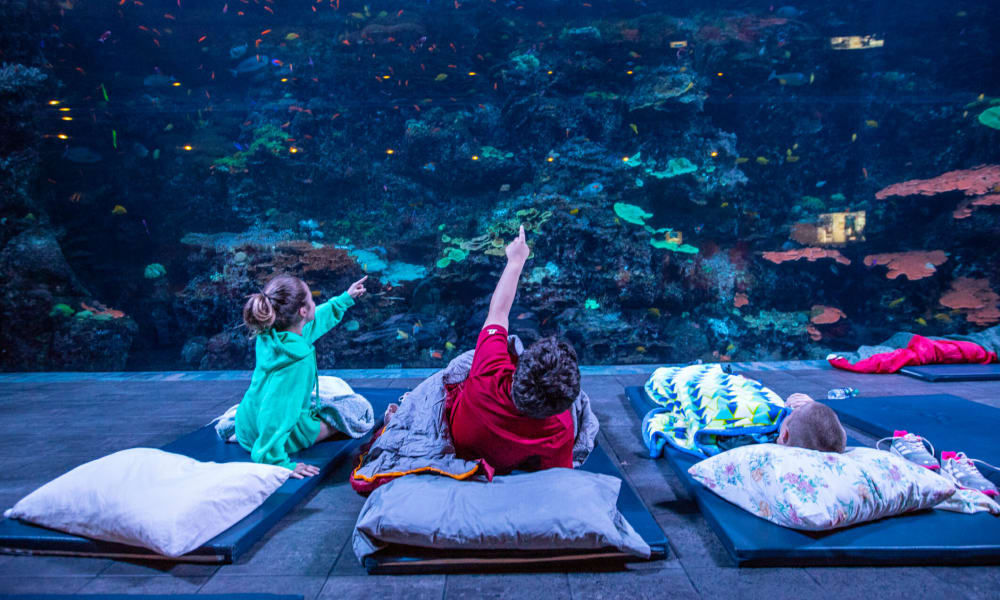 sleep-under-the-sea-10-1060x743@2x.jpg