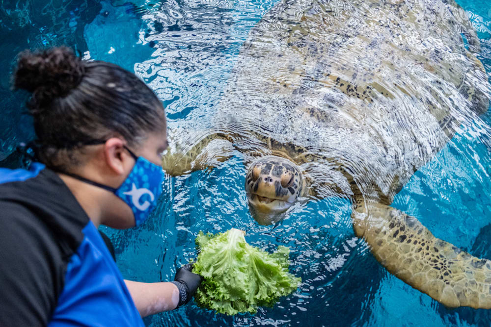 An employee at Georgia Aquarium feeds a sea turtle lettuce.