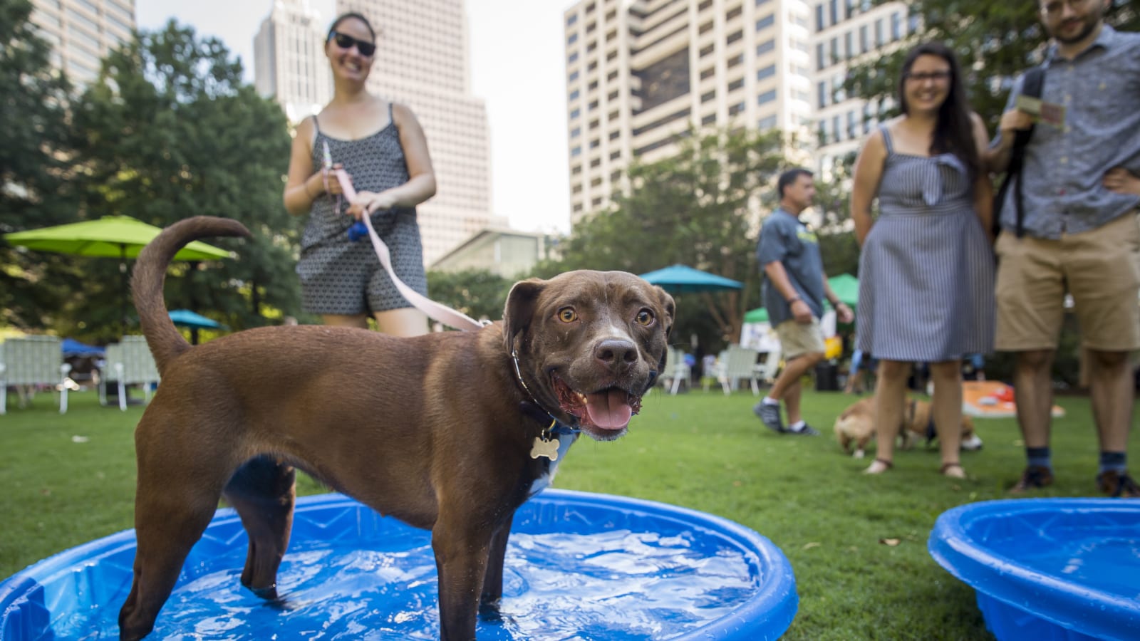 Adopt Any Senior Pet for FREE in 2024