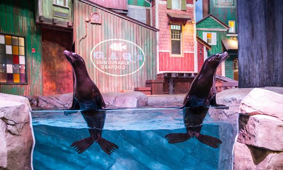 Two California seals at the SunTrust Pier exhibit at Georgia Aquarium