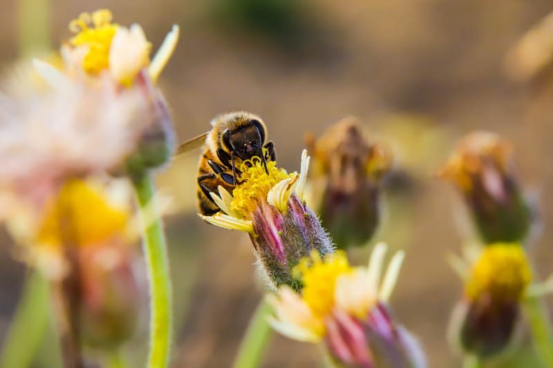 A bee sits on a flower.