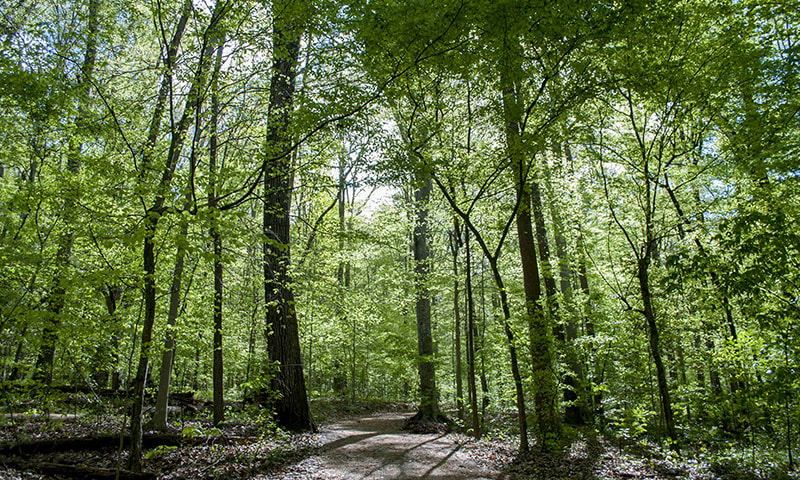 Take a walk through WildWoods and Fernbank Forest