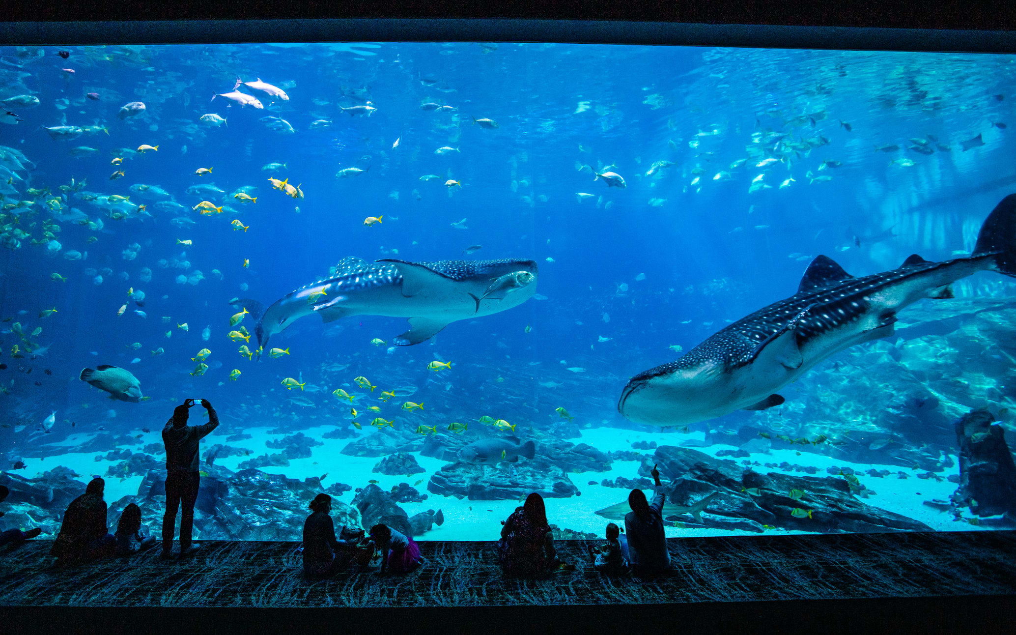 Georgia Aquarium in Atlanta - AtlantaGeorgiaAquariumOceanVoyager 1 1024x640