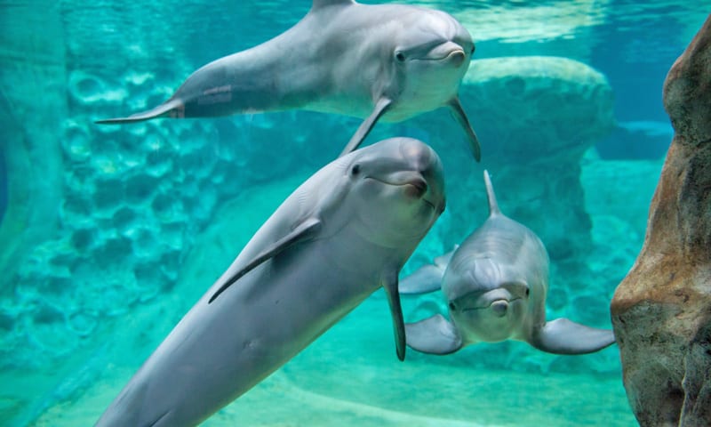 Three dolphins swim together in clear blue water near a rocky underwater cave in Atlanta, Georgia.