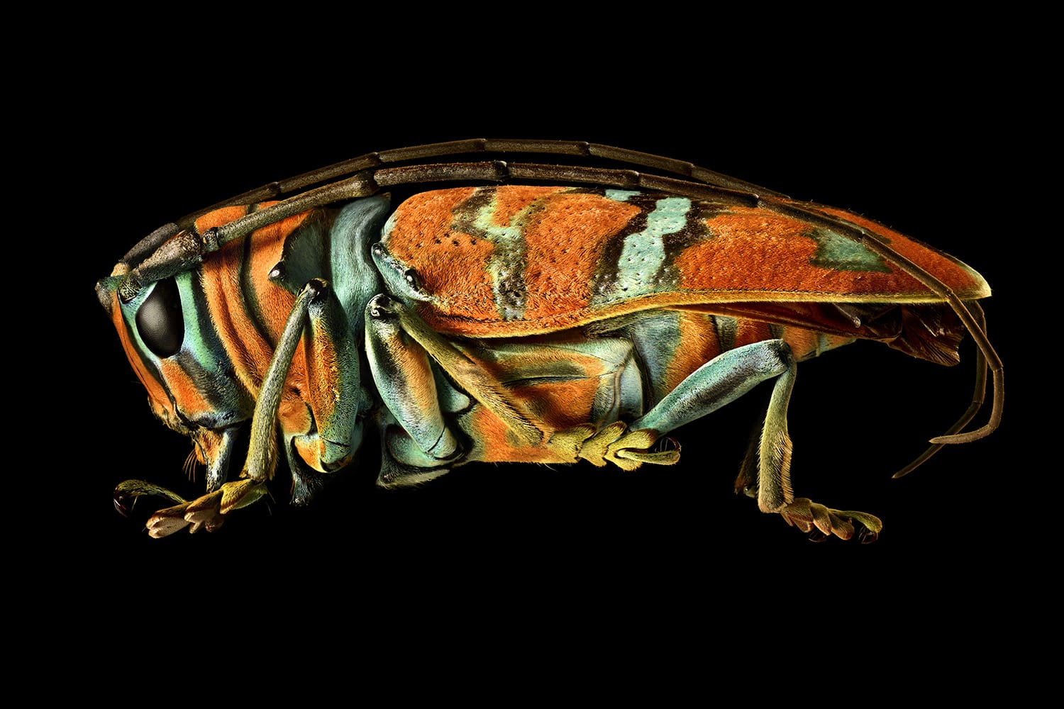 A highly detailed side view of a vibrantly colored insect with long antennae and striped wings in Atlanta, Georgia.