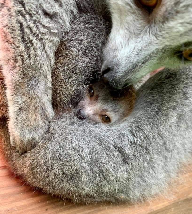 A mother fox tenderly cradles her newborn cub in her thick, gray fur in Atlanta, Georgia.