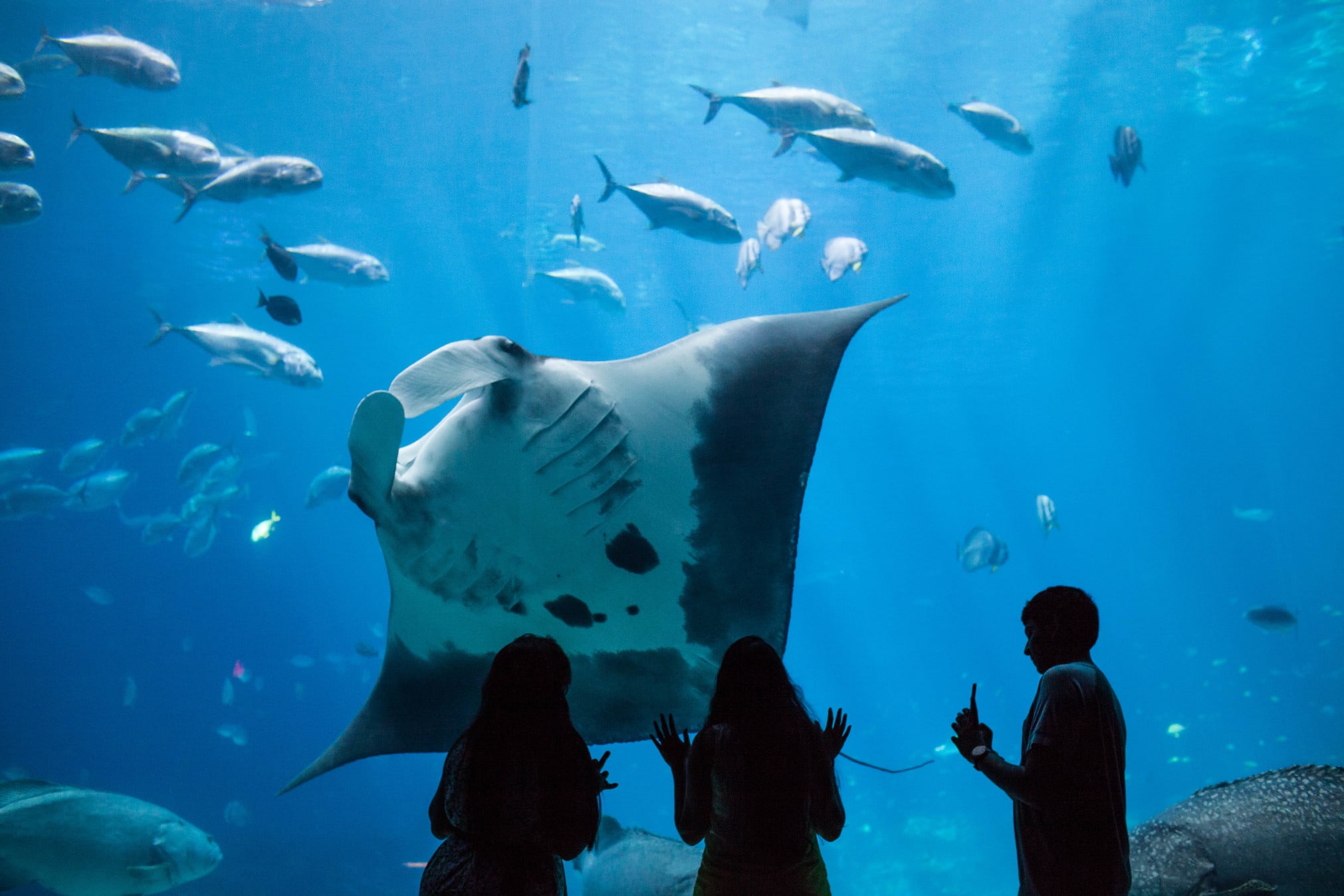 Three people observe a large manta ray swimming with schools of fish in an aquarium in Atlanta, Georgia.