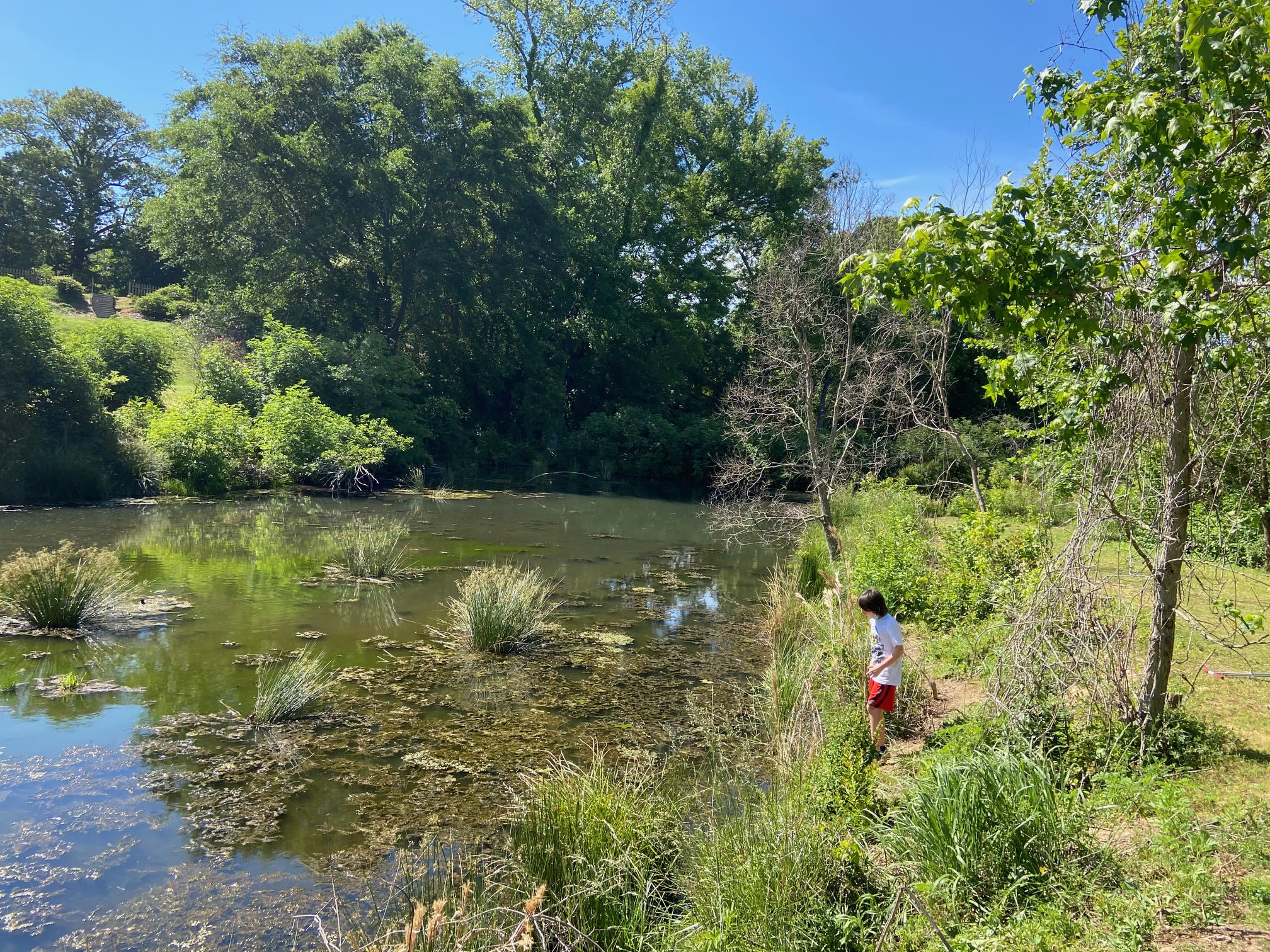 A serene pond surrounded by lush greenery and a lone figure on the shore in Atlanta, Georgia.