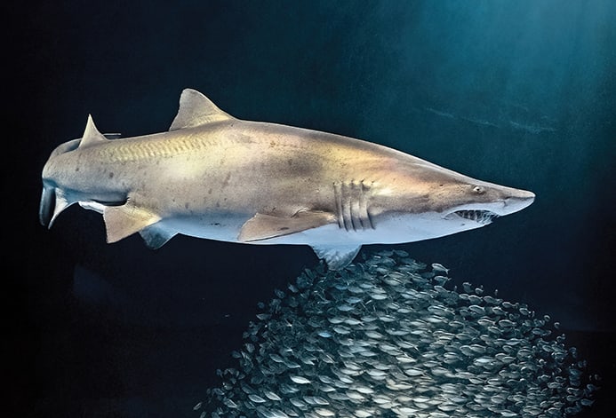 A large shark swims gracefully above a swirling school of small fish in deep blue water in Atlanta, Georgia.