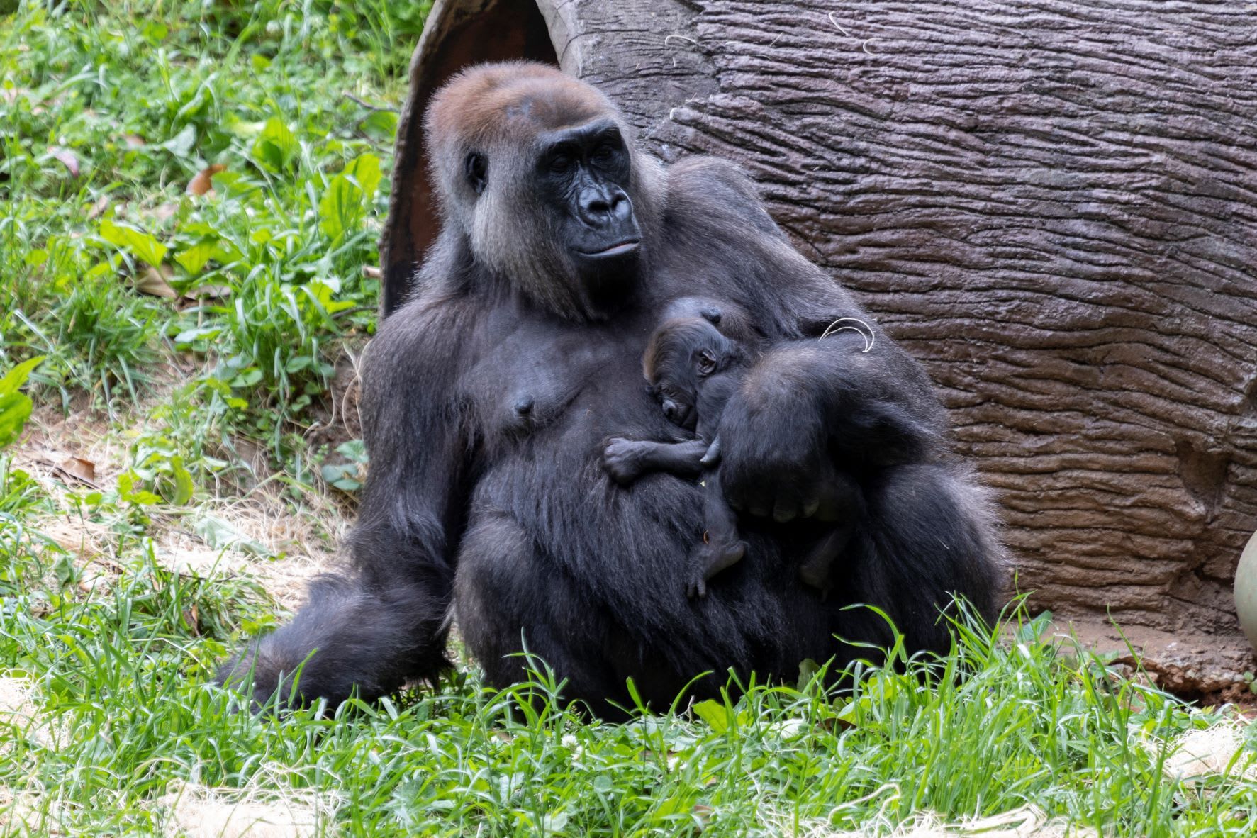 Say hello to Baby Willie B. III, being held here by his mom, Shalia, at Zoo Atlanta