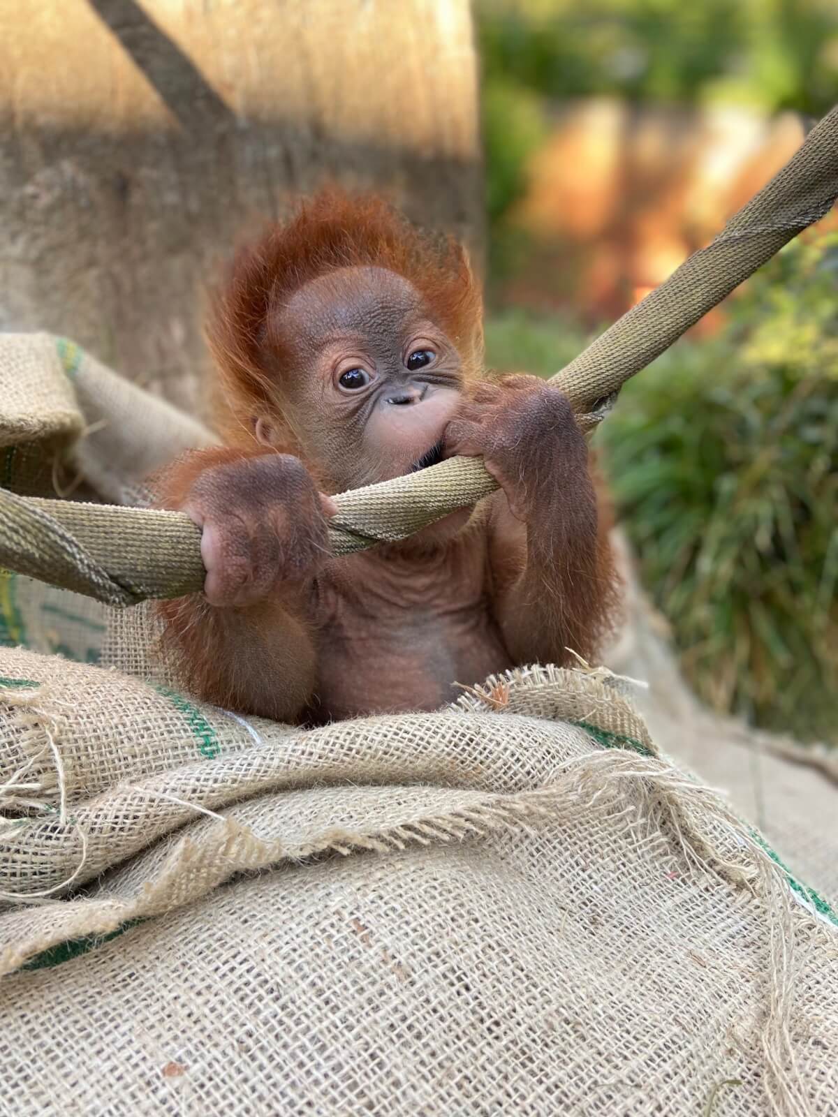 A baby orangutan clings to a rope, nestled in a burlap sack, with curious eyes in Atlanta, Georgia.