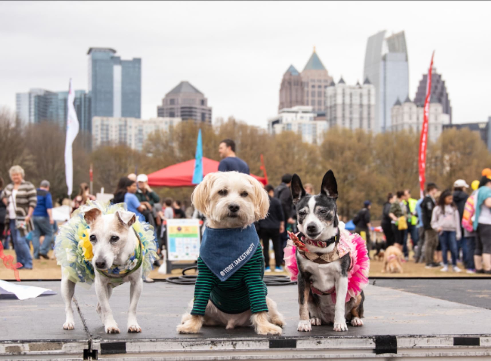 Three dogs in costumes sit on a stage at a pet event with a city skyline in the background in Atlanta, Georgia.