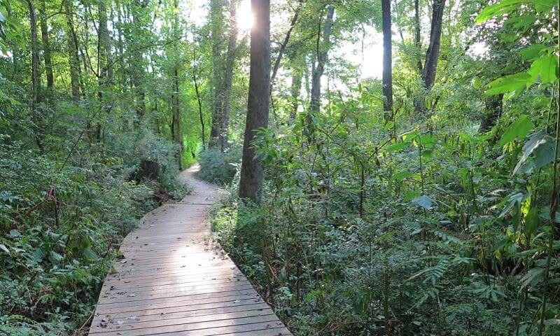 A winding wooden path cuts through a lush, green forest with tall trees and dense undergrowth in Atlanta, Georgia.