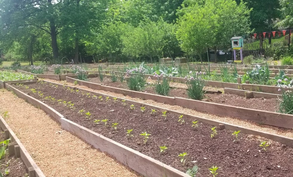 A community garden with wooden raised beds filled with young plants and flowers in Atlanta, Georgia.