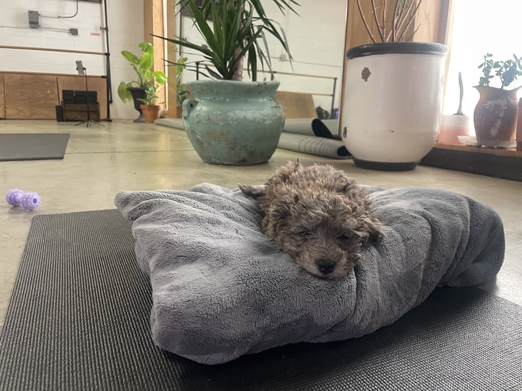 A small, fluffy dog sleeps on a gray blanket in a yoga studio with potted plants in Atlanta, Georgia.