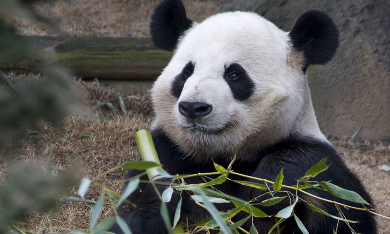 Visit the giant pandas at Zoo Atlanta