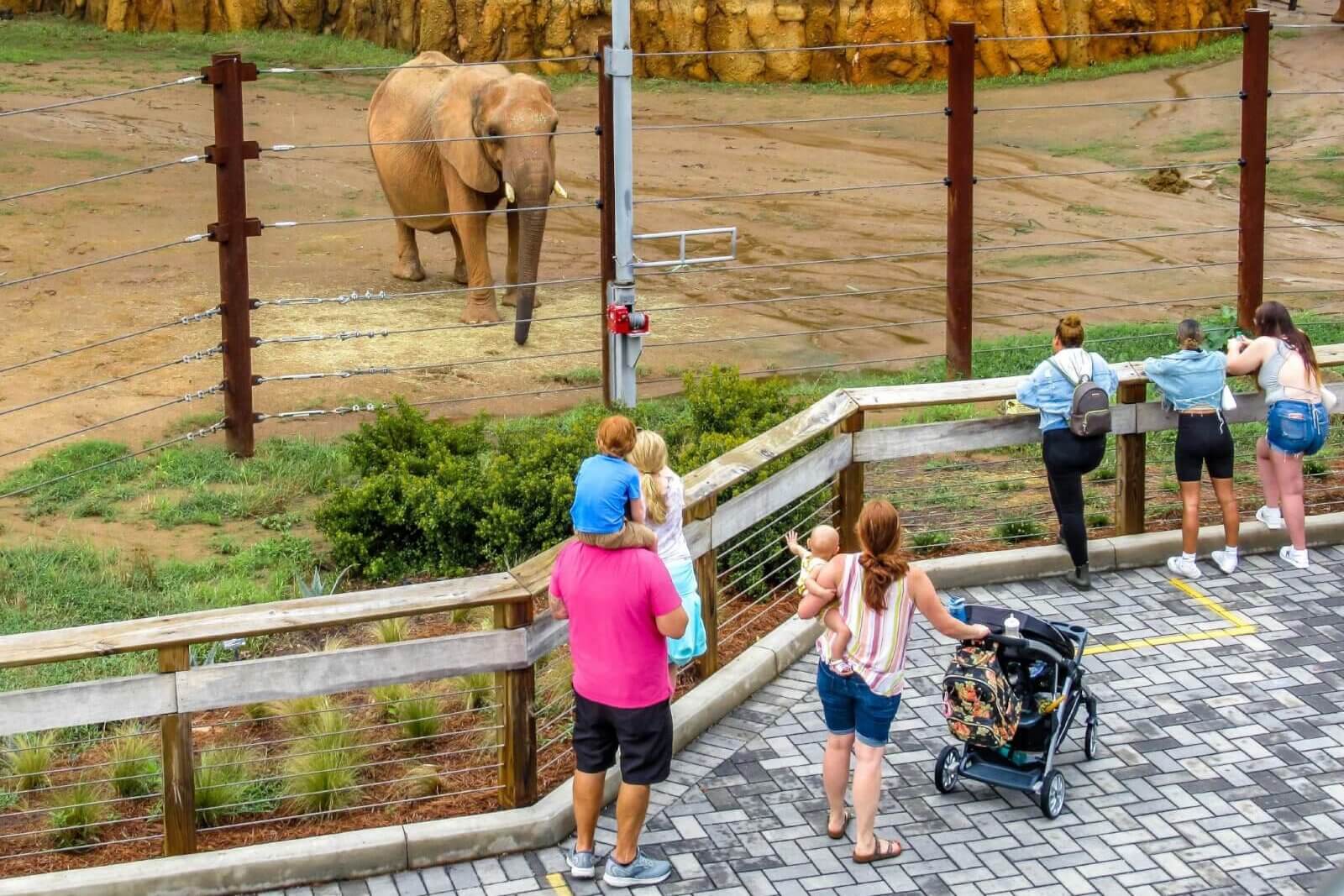 Animals at Zoo Atlanta
