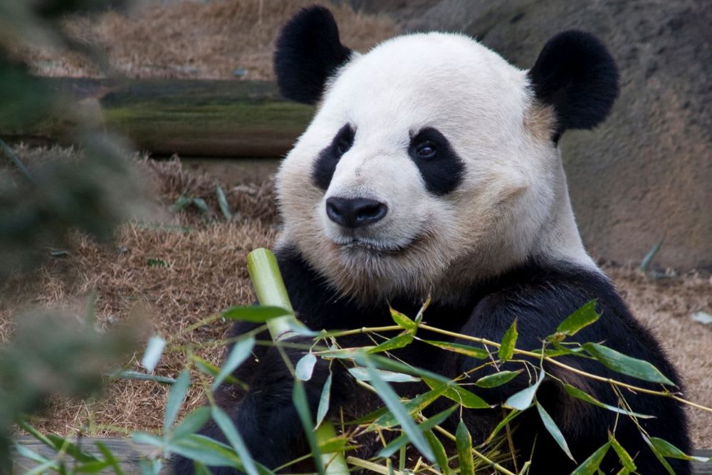 Get an up close look into the life and world of pandas at Zoo Atlanta.