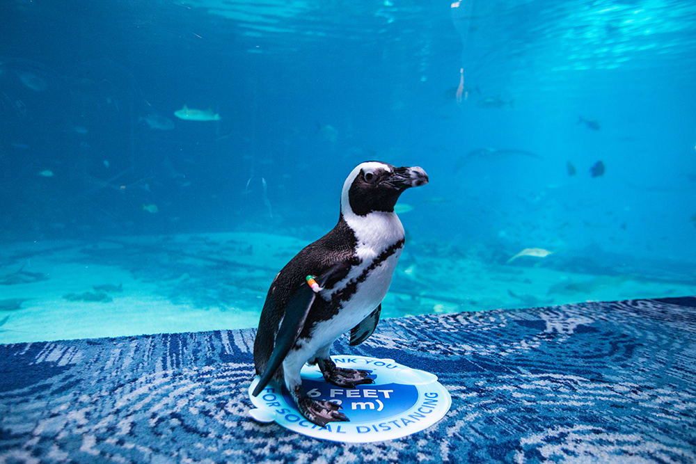Georgia Aquarium - Top Tourist Attractions in Atlanta Georgia Aquarium - Top Tourist Attractions in Atlanta