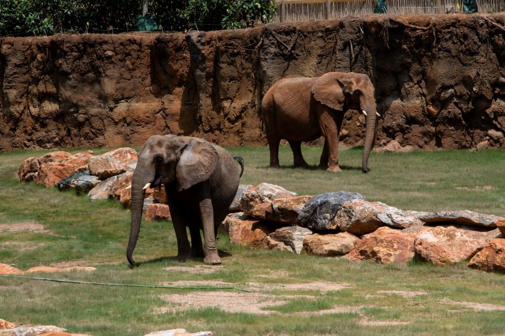 Party with Animals at Zoo Atlanta