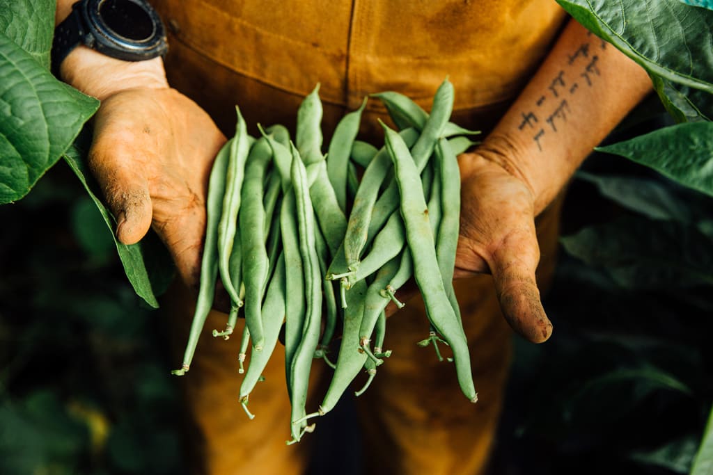 A pair of hands, adorned with a watch and tattoo, holds a bunch of fresh green beans amidst lush foliage in Atlanta, Georgia.