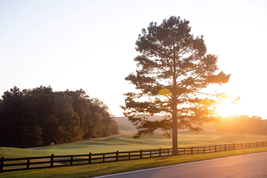 A serene landscape with a tall pine tree bathed in golden sunlight at sunset in Atlanta, Georgia.