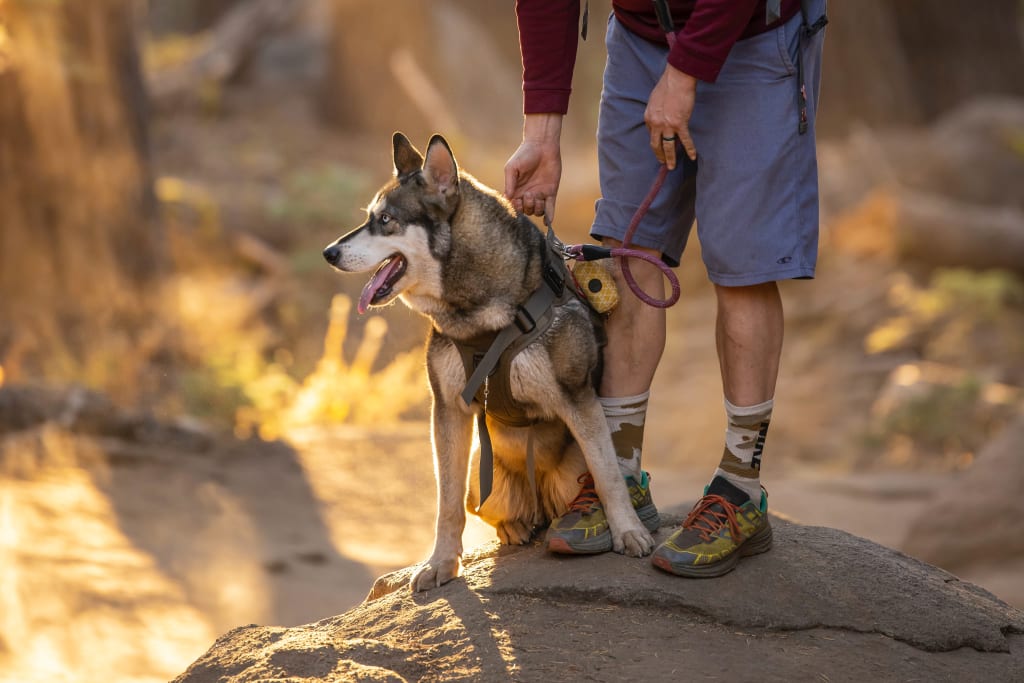 A man and his dog resting on a rock during their hike.