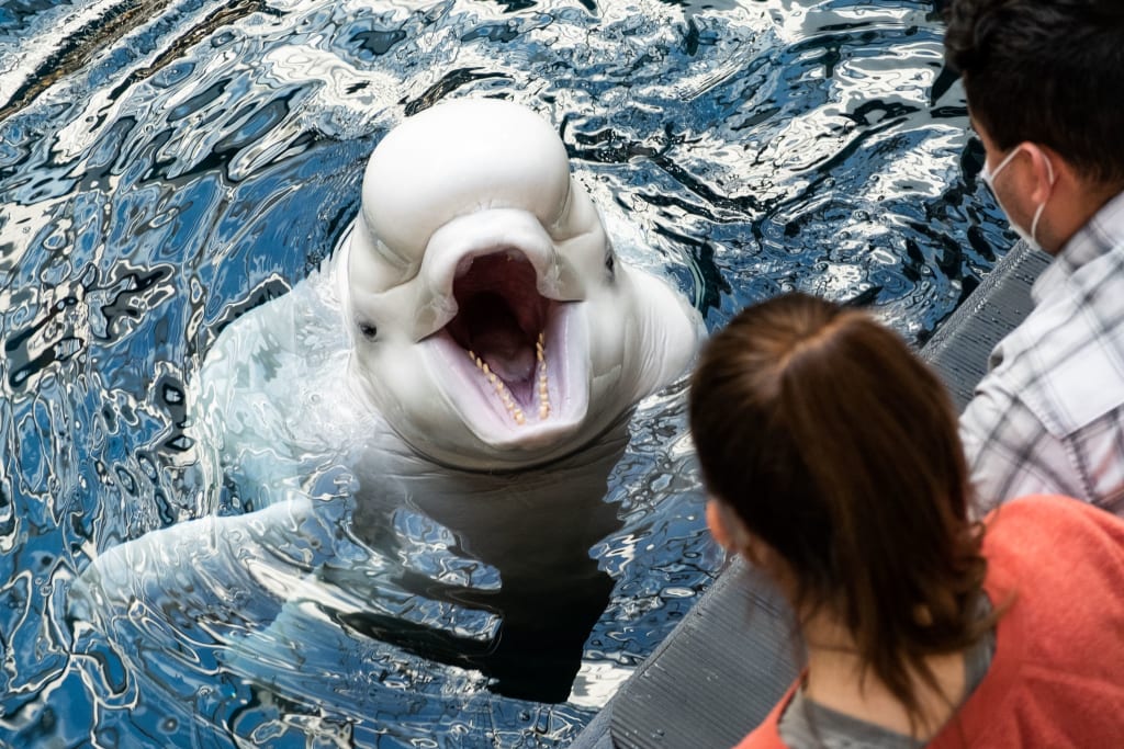 image of a beluga whale at Georgia Aquarium